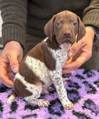 Les chiots de Braque allemand à poil court