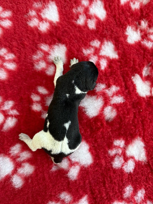 Les chiots de Braque allemand à poil court