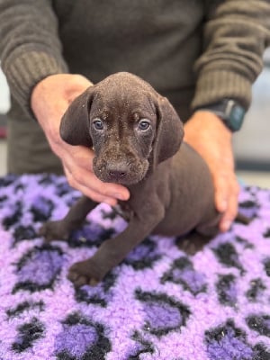 Les chiots de Braque allemand à poil court