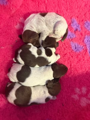 Les chiots de Braque allemand à poil court