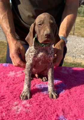 Les chiots de Braque allemand à poil court