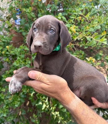 Les chiots de Braque allemand à poil court