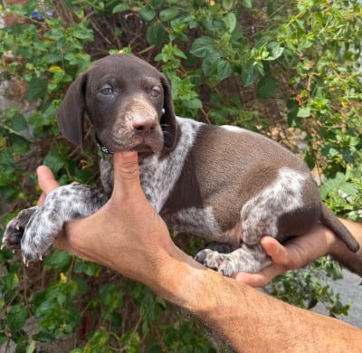 Les chiots de Braque allemand à poil court