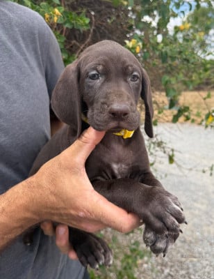 Les chiots de Braque allemand à poil court