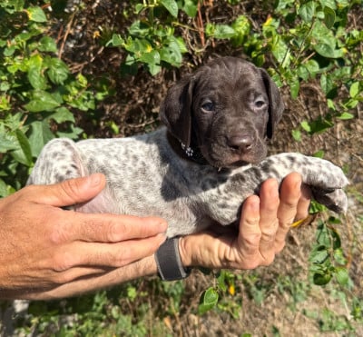 Les chiots de Braque allemand à poil court