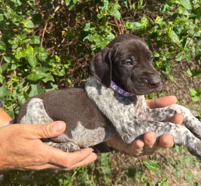 Les chiots de Braque allemand à poil court