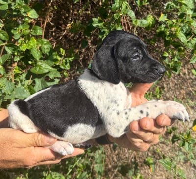 Les chiots de Braque allemand à poil court