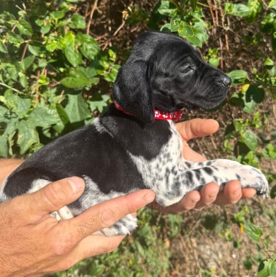 Les chiots de Braque allemand à poil court