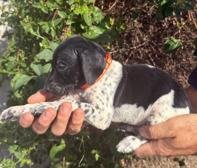 Les chiots de Braque allemand à poil court