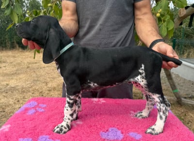 Les chiots de Braque allemand à poil court