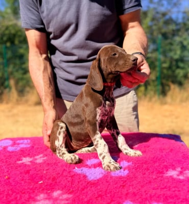 Les chiots de Braque allemand à poil court