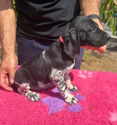 Les chiots de Braque allemand à poil court
