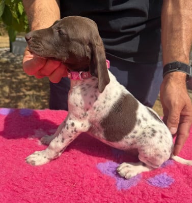 Les chiots de Braque allemand à poil court