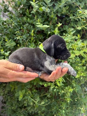 Les chiots de Braque allemand à poil court