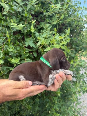 Les chiots de Braque allemand à poil court