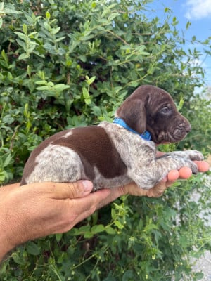 Les chiots de Braque allemand à poil court