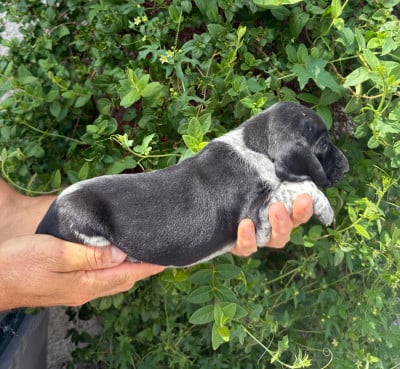 Les chiots de Braque allemand à poil court