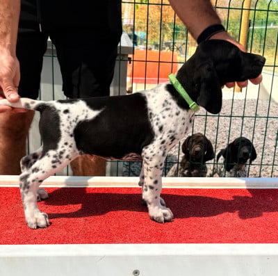 Les chiots de Braque allemand à poil court