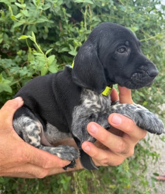 Les chiots de Braque allemand à poil court