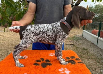 Les chiots de Braque allemand à poil court