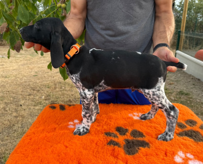 Les chiots de Braque allemand à poil court