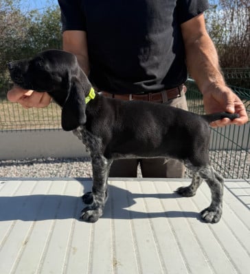 Les chiots de Braque allemand à poil court