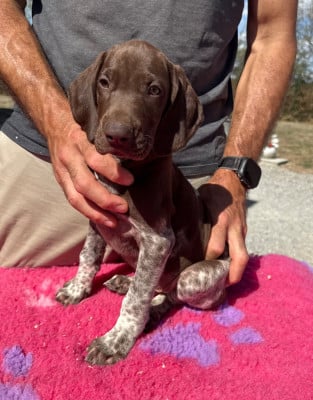 Les chiots de Braque allemand à poil court