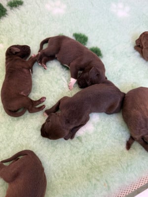 Les chiots de Braque allemand à poil court