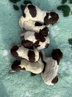 Les chiots de Braque allemand à poil court