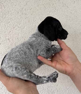 Les chiots de Braque allemand à poil court