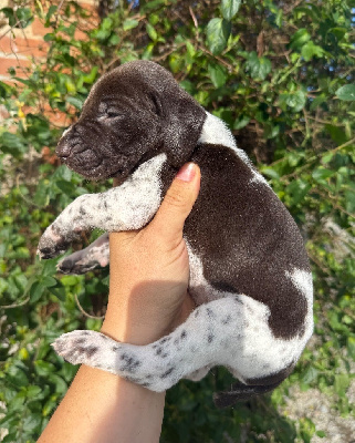 Les chiots de Braque allemand à poil court