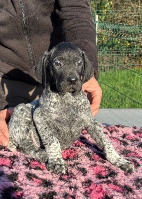 Les chiots de Braque allemand à poil court