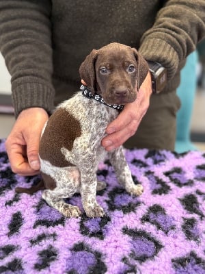 Les chiots de Braque allemand à poil court