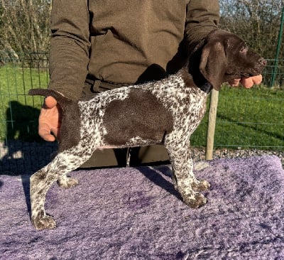 Les chiots de Braque allemand à poil court