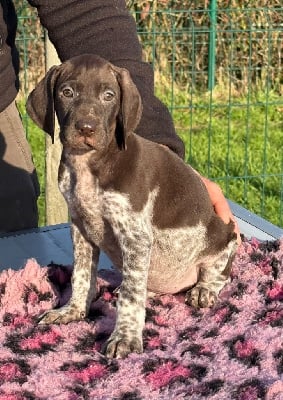 Les chiots de Braque allemand à poil court