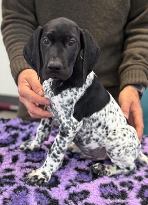 Les chiots de Braque allemand à poil court