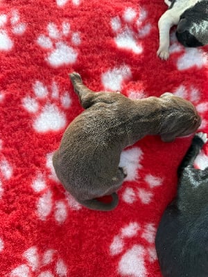 Les chiots de Braque allemand à poil court