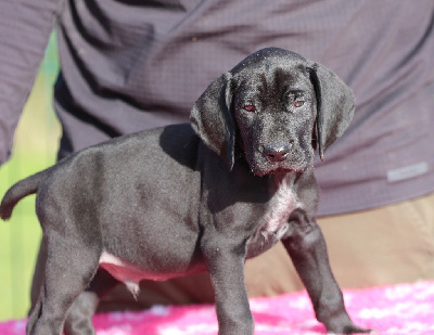 Les chiots de Braque allemand à poil court