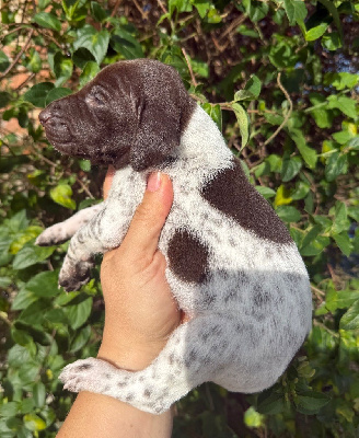 Les chiots de Braque allemand à poil court