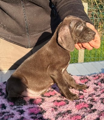 Les chiots de Braque allemand à poil court