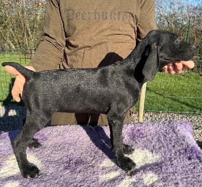 Les chiots de Braque allemand à poil court