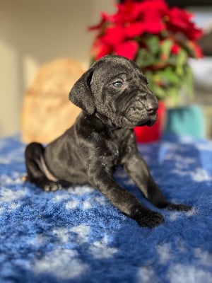 Les chiots de Braque allemand à poil court