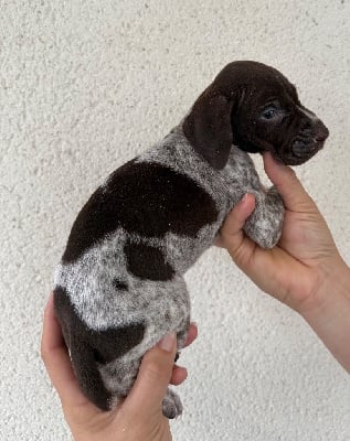 Les chiots de Braque allemand à poil court