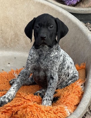 Les chiots de Braque allemand à poil court