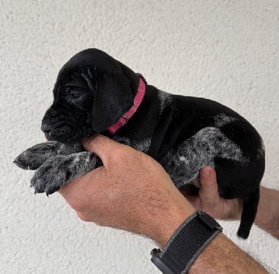 Les chiots de Braque allemand à poil court