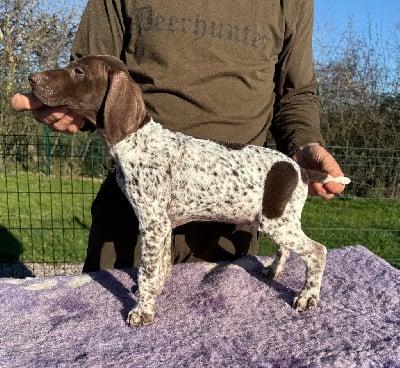 Les chiots de Braque allemand à poil court