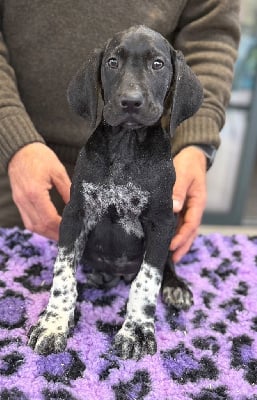 Les chiots de Braque allemand à poil court