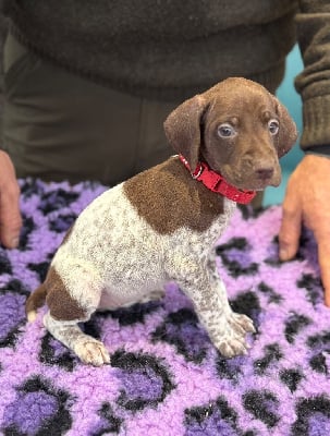 Les chiots de Braque allemand à poil court