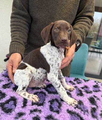 Les chiots de Braque allemand à poil court