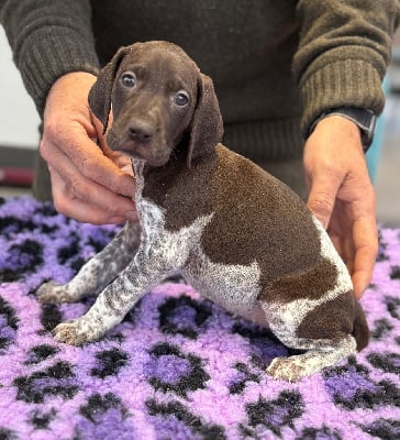 Les chiots de Braque allemand à poil court